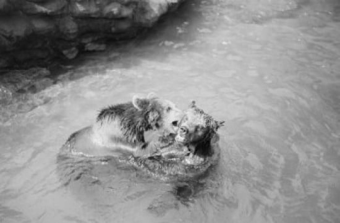 Two bears frolicking in water Canvas Art - (24 x 36)
