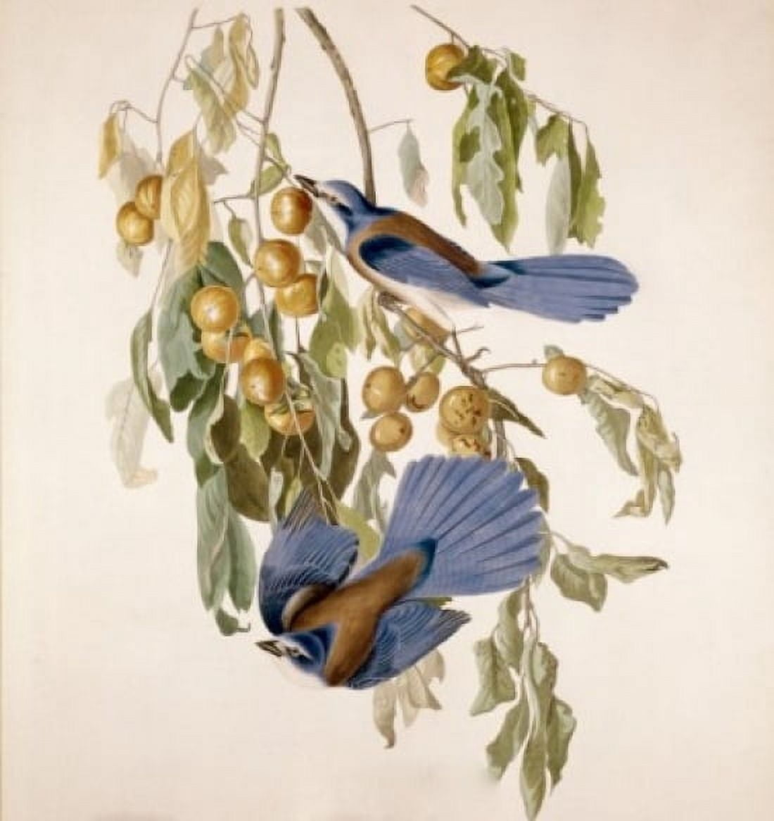 Two birds feeding on bush full of berries Canvas Art - (24 x 36)