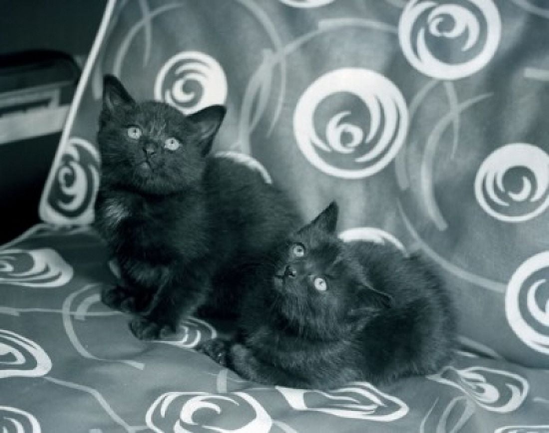 Two black kittens resting on sofa Canvas Art - (18 x 24)