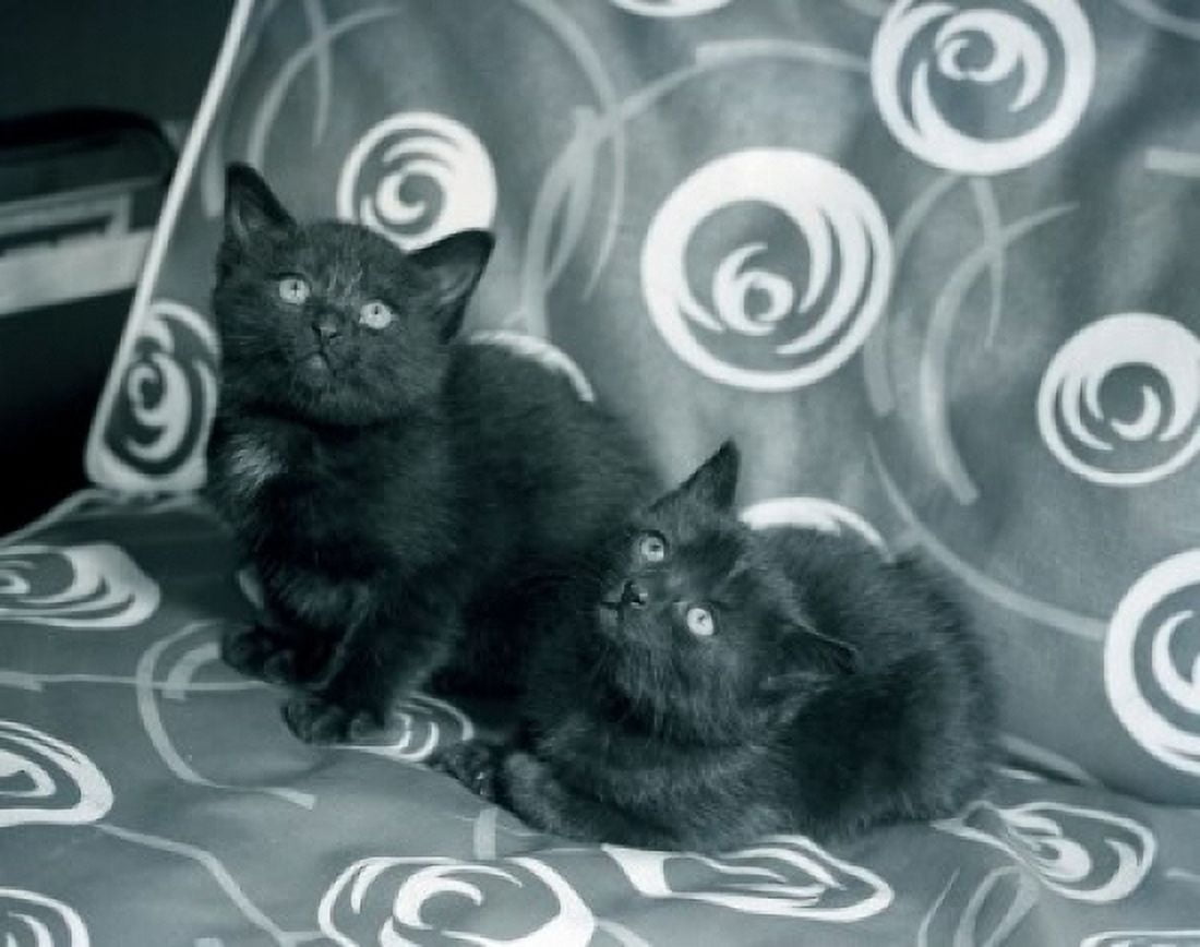 Two black kittens resting on sofa Canvas Art - (24 x 36)