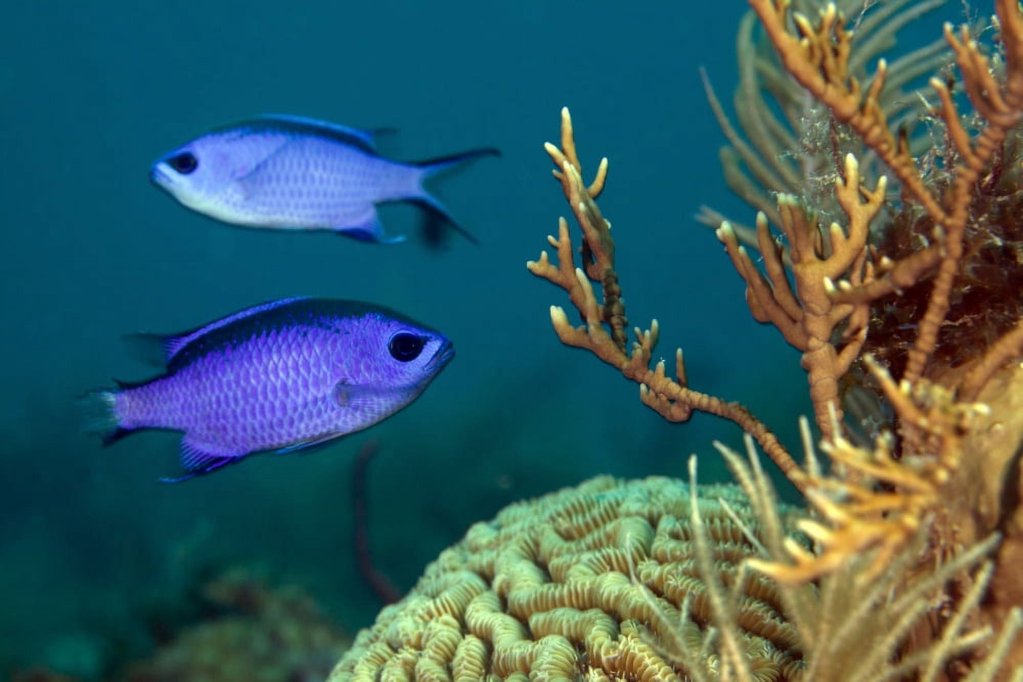 Two blue chromis swimming in the Atlantic Ocean Key Largo Florida Canvas Art - Michael WoodStocktrek Images (35 x 23)