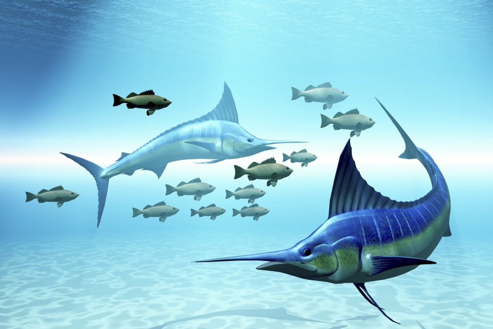 Two blue marlins circle a school of fish in ocean waters Canvas Art - Corey FordStocktrek Images (18 x 12)