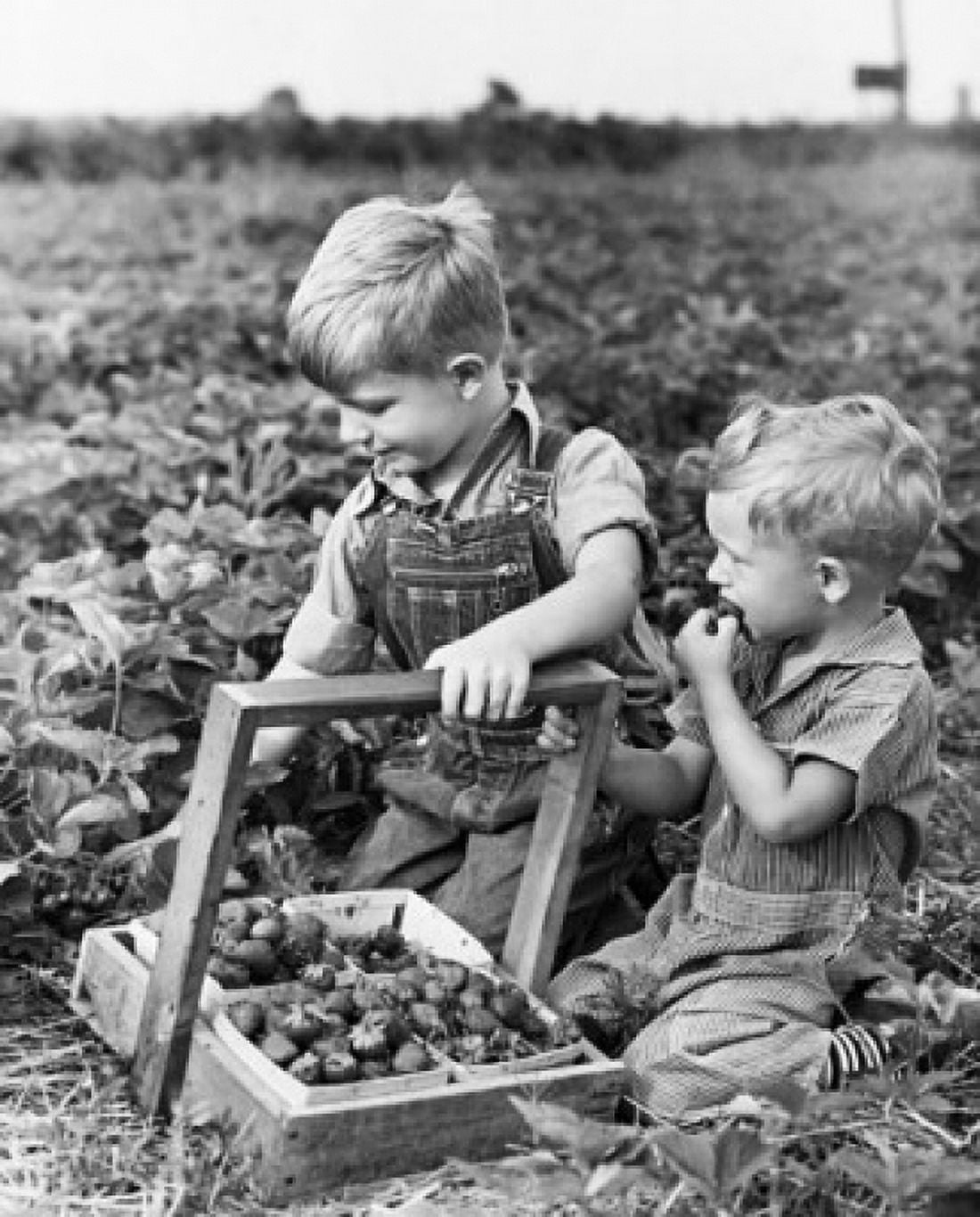 Two boys picking strawberries in a field Canvas Art -  (18 x 24)