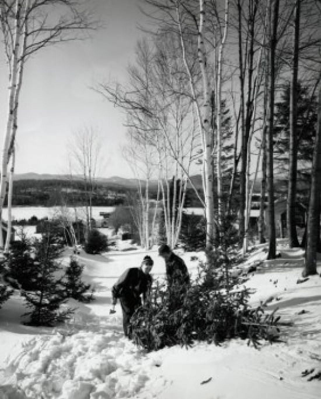 Two boys pulling a Christmas tree on snow Canvas Art - (18 x 24)