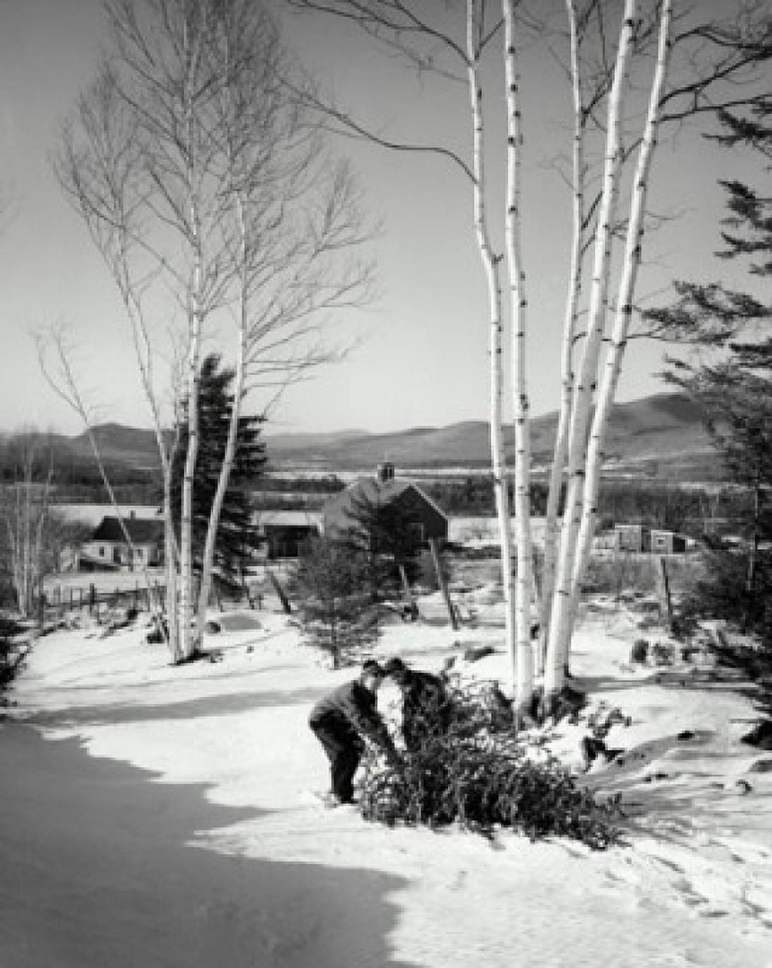 Two boys pulling a Christmas tree on snow Canvas Art - (24 x 36)