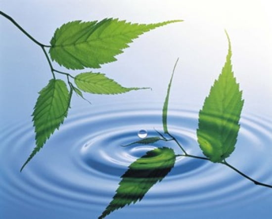 Two branches with green leaves floating above blue water ripples Canvas Art - Panoramic Images (24 x 20)
