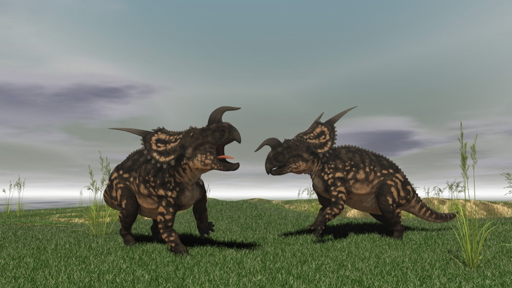 Two brown Einiosaurus dinosaurs confront each other in an open field Canvas Art - Kostyantyn IvanyshenStocktrek Images (38 x 22)