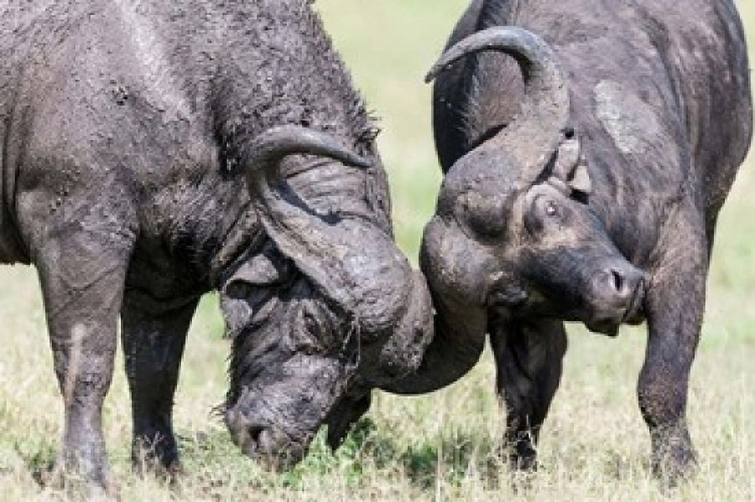 Two bull African Buffalo head butting in a duel Maasai Mara Kenya Canvas Art - Martin Zwick DanitaDelimont (19 x 12)
