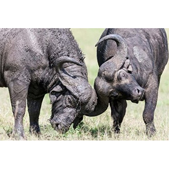Two bull African Buffalo head butting in a duel Maasai Mara Kenya Poster Print by Martin Zwick (38 x 25)