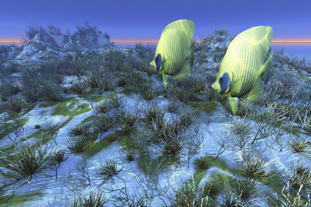 Two butterflyfish swim together over an ocean reef Canvas Art - Corey FordStocktrek Images (35 x 23)