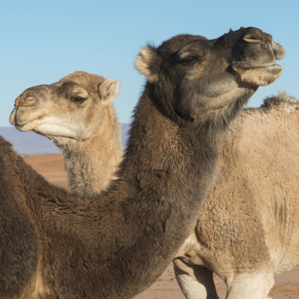Two camels and a blue sky Canvas Art - Keith Levit Design Pics (24 x 24)