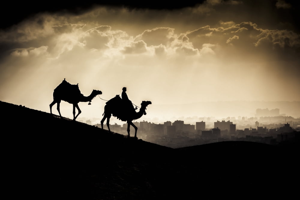 Two camels and a rider walk in front of Giza Egypt at sunset Giza Egypt Canvas Art - Matt Brandon Design Pics (19 x 12)