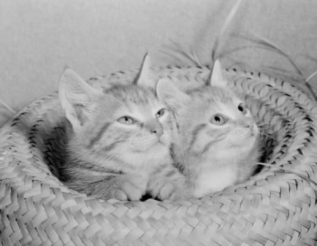 Two cats in basket Canvas Art - (18 x 24)