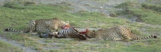 Two cheetahs (Acinonyx jubatus) eating a dead zebra Ngorongoro Conservation Area Arusha Region Tanzania Canvas Art - Panoramic Images (36 x 12)