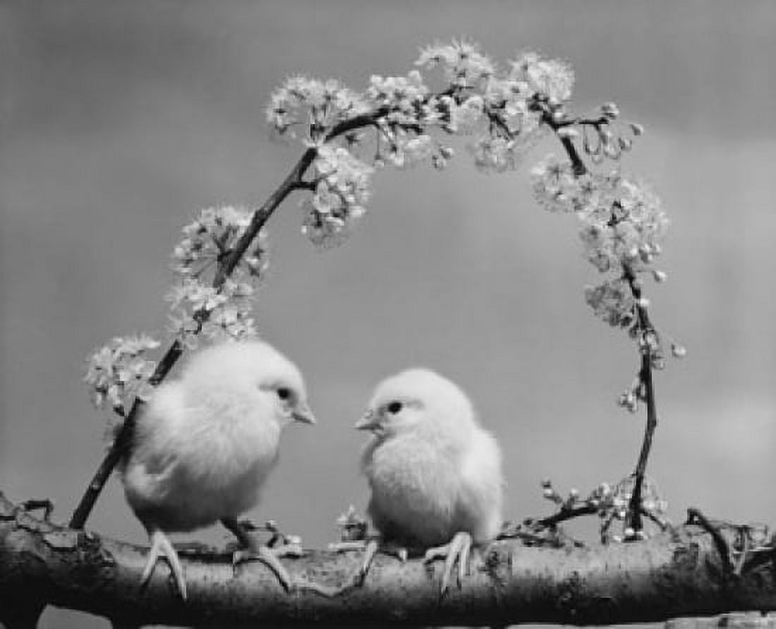 Two chicks perching on a branch Canvas Art - (24 x 36)