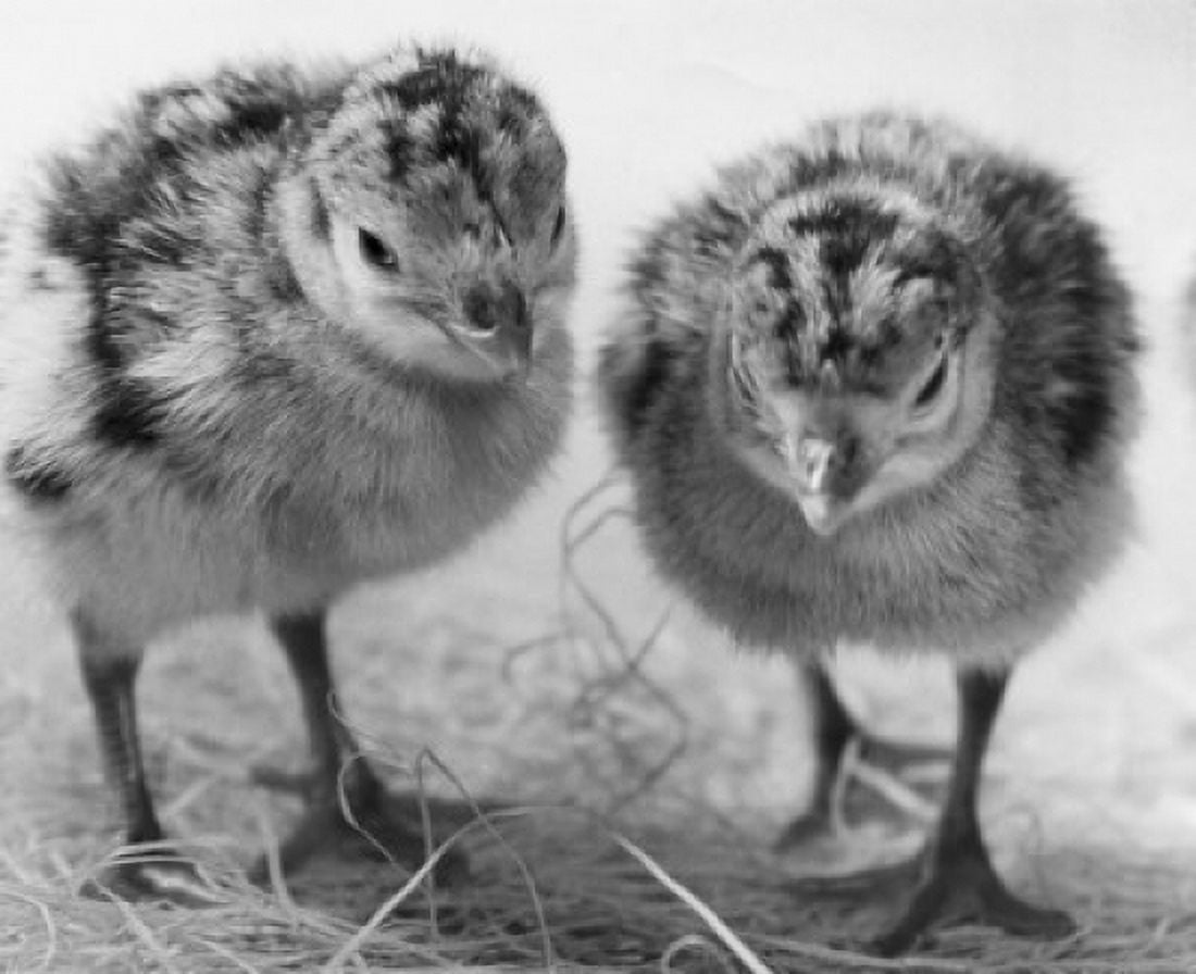 Two chicks standing on straw Canvas Art - (18 x 24)