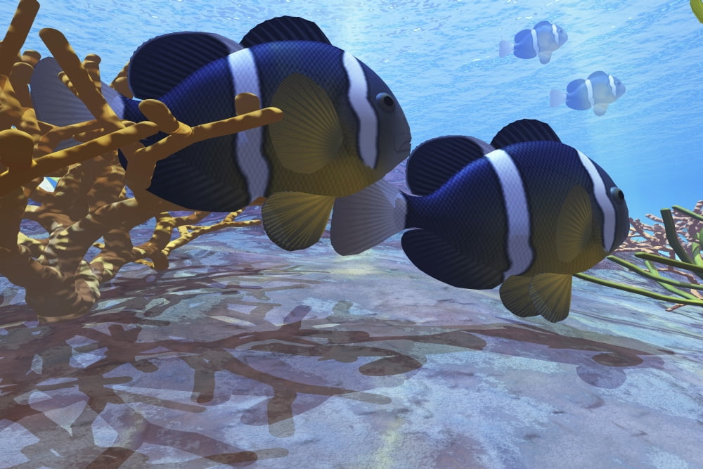 Two clownfish swim among the coral beds on an ocean reef Canvas Art - Corey FordStocktrek Images (35 x 23)