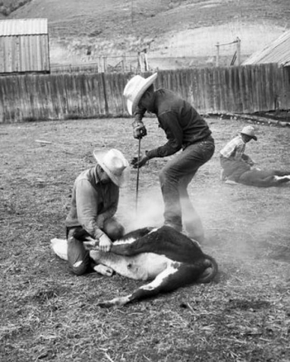 Two cowboys branding a calf Canvas Art - (18 x 24)