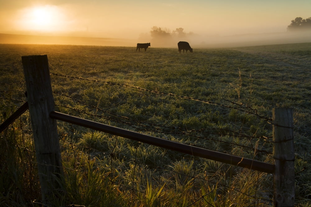 Two cows grazing in a pasture on a foggy summer morning Iowa United States of America Canvas Art - Lucas Payne Design Pics (19 x 12)