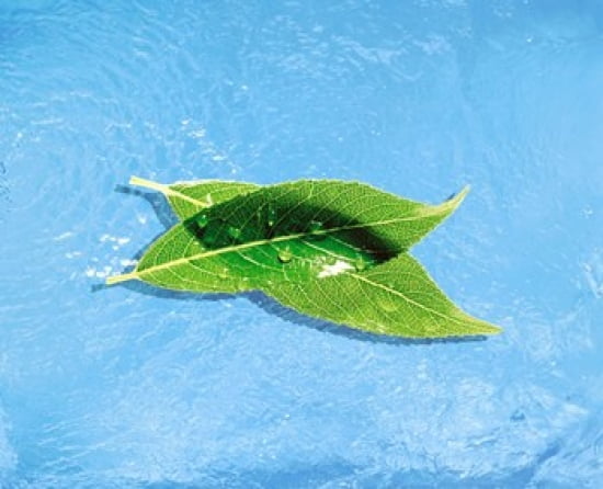 Two crossed green leaves floating in shallow blue water Canvas Art - Panoramic Images (36 x 30)