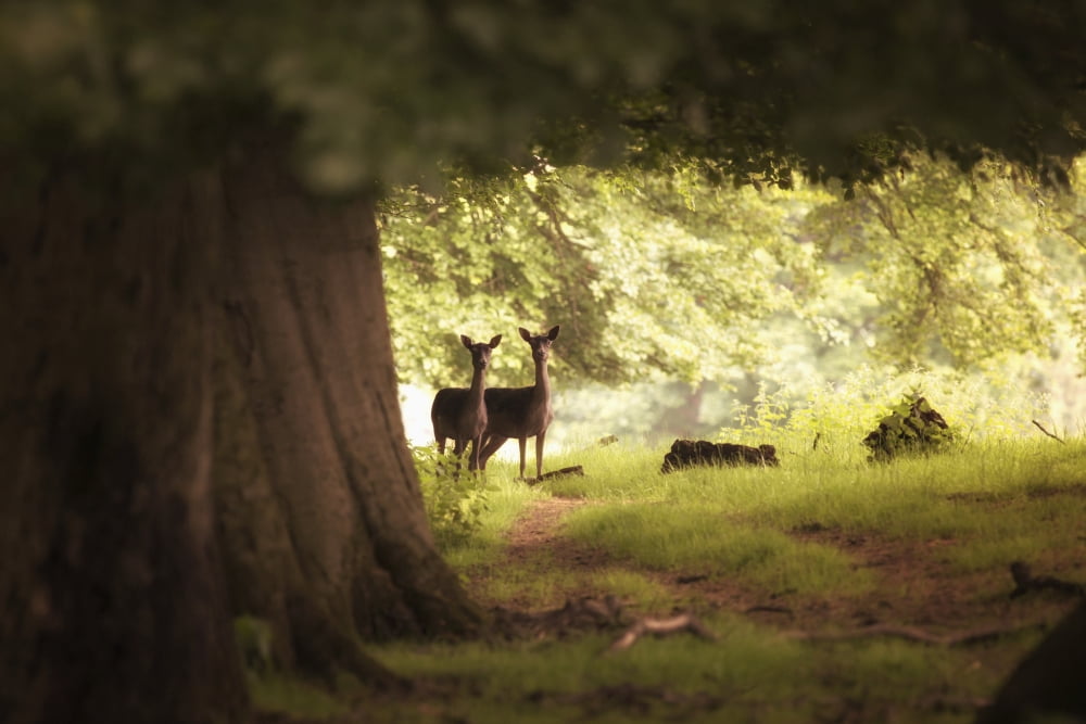 Two deer standing together under a large tree with sunlight illuminating the foliage Yorkshire England Canvas Art - John Short Design Pics (19 x 12)