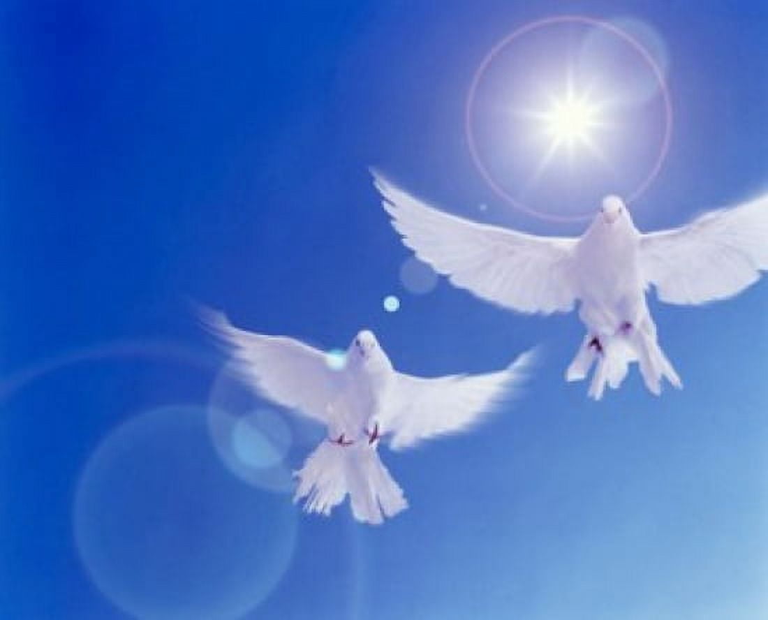 Two doves side by side with wings outstretched in flight with brilliant light and blue sky Canvas Art - Panoramic Images (16 x 13)