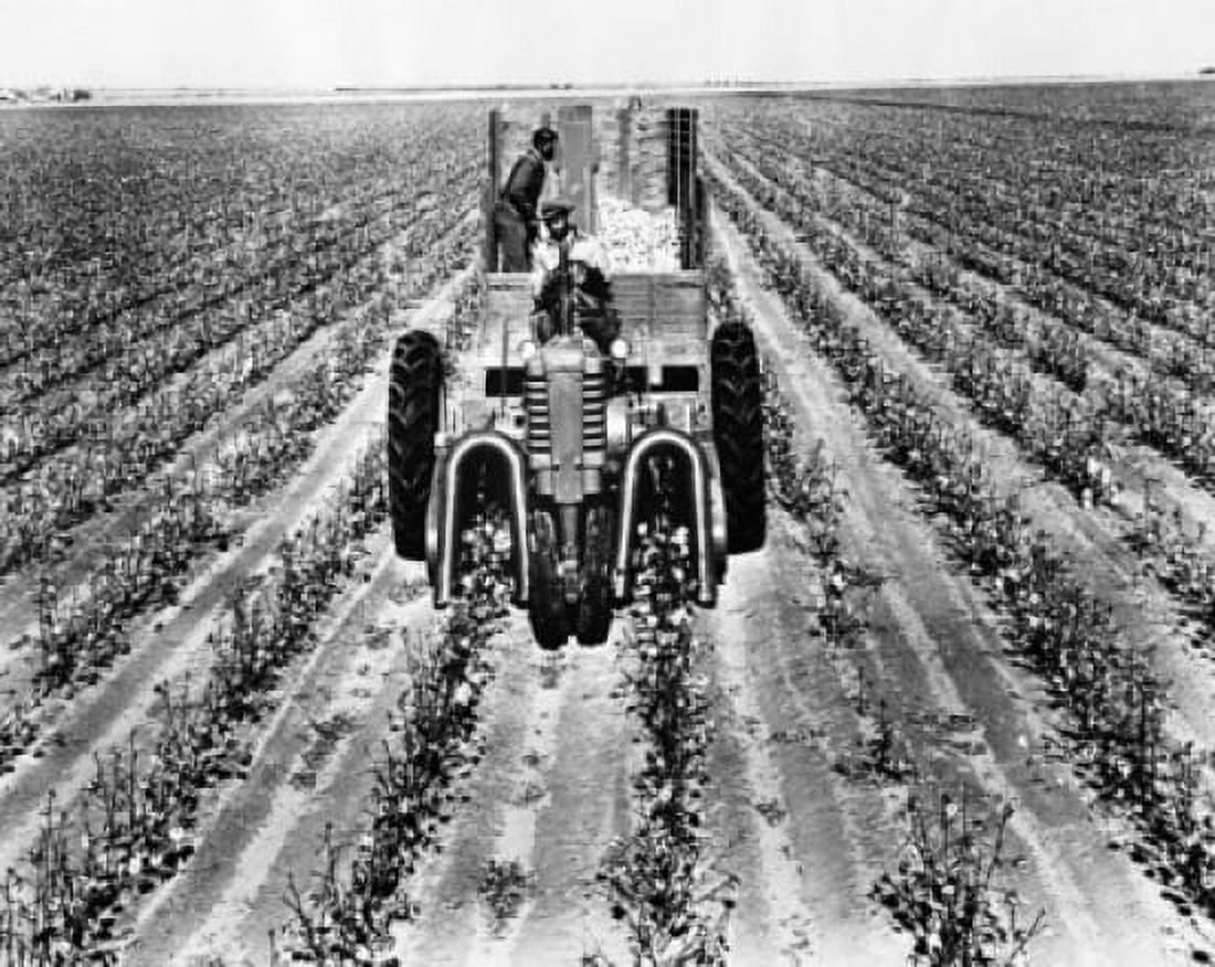 Two farmers harvesting cotton using a combine Canvas Art - (18 x 24)