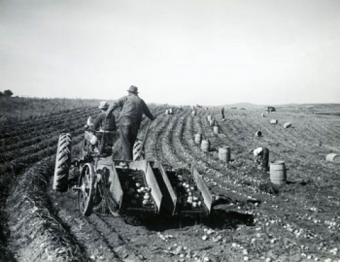 Two farmers harvesting potatoes in a field Canvas Art - (18 x 24)