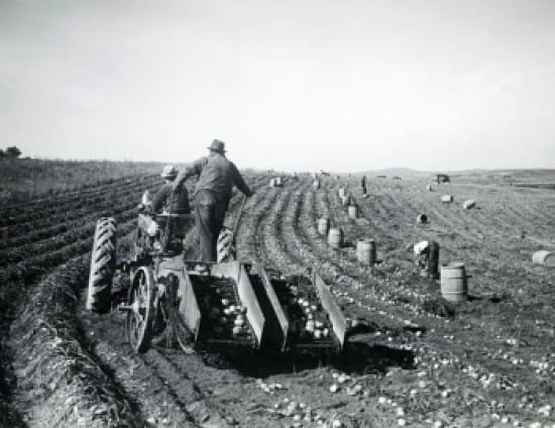Two farmers harvesting potatoes in a field Canvas Art - (24 x 36)
