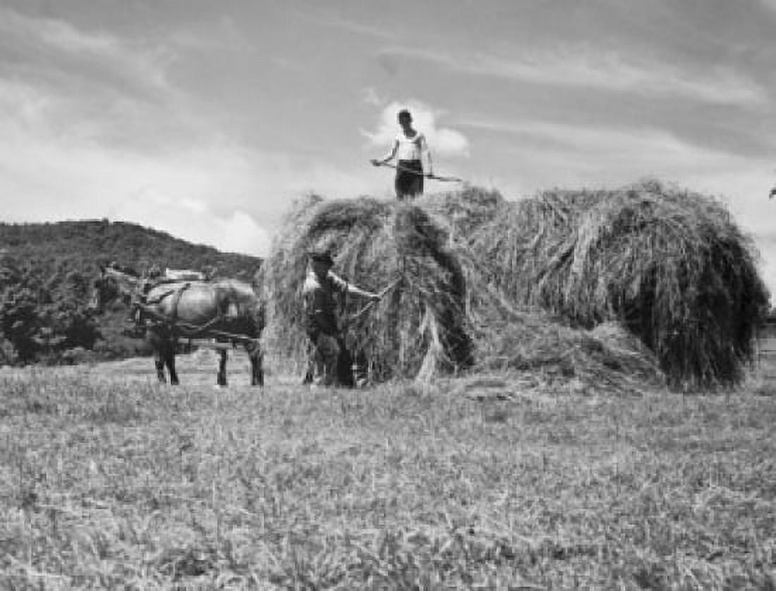 Two farmers loading hay on a horse cart Vermont USA Canvas Art - (18 x 24)