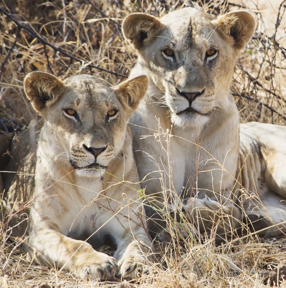 Two female lions sitting in the grass in maasai mara national reserveMaasai mara kenya Canvas Art - Diane Levit Design Pics (15 x 15)