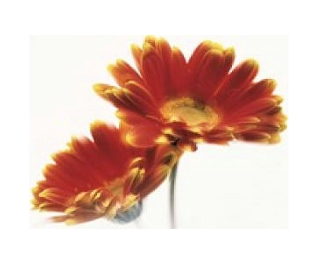 Two flowers head against white background Canvas Art - Panoramic Images (16 x 14)