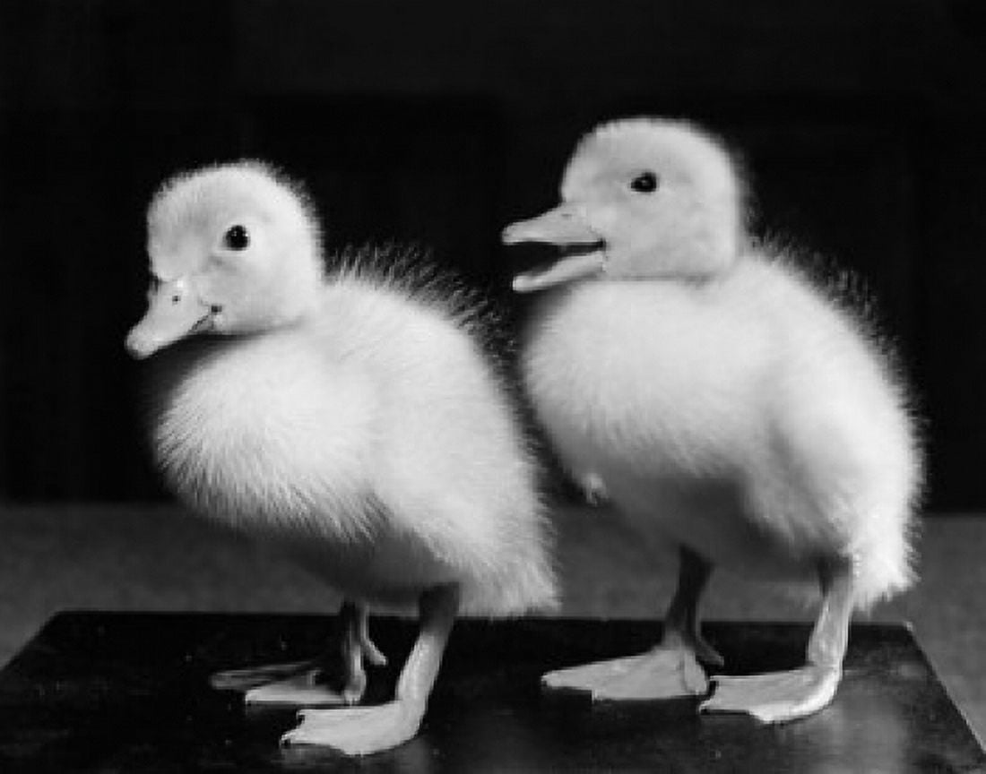 Two fluffy ducklings Canvas Art -  (18 x 24)