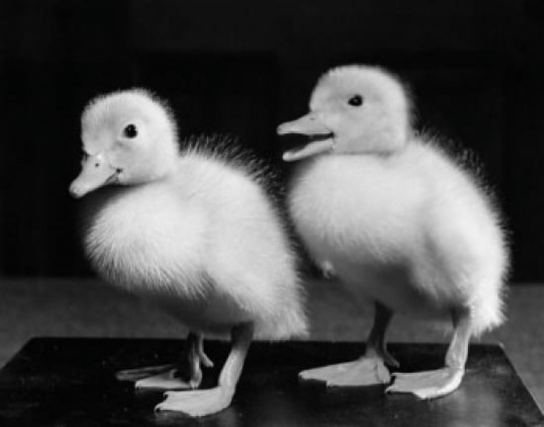 Two fluffy ducklings Canvas Art - (24 x 36)