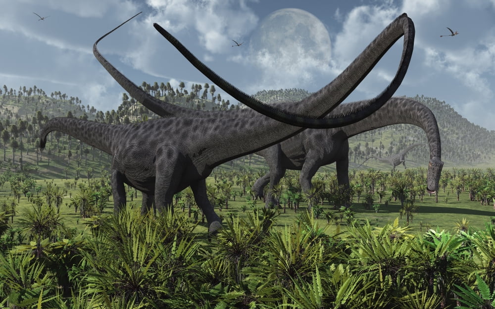 Two giant Diplodocus herbivore dinosaurs grazing during the Jurassic period on Earth Canvas Art - Mark StevensonStocktrek Images (36 x 23)