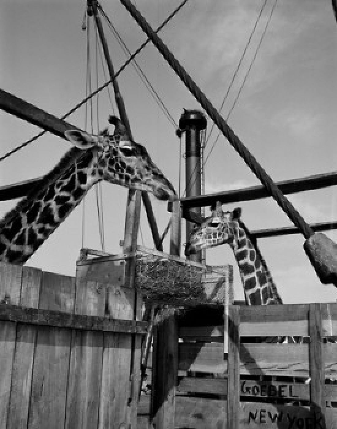 Two giraffes in pen Canvas Art -  (24 x 36)