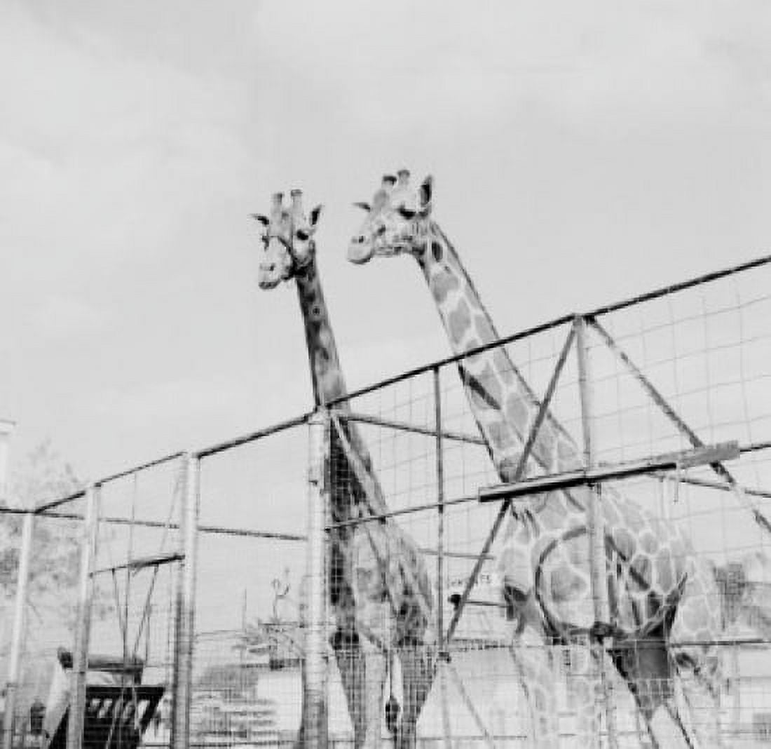 Two giraffes in zoo Canvas Art - (18 x 24)