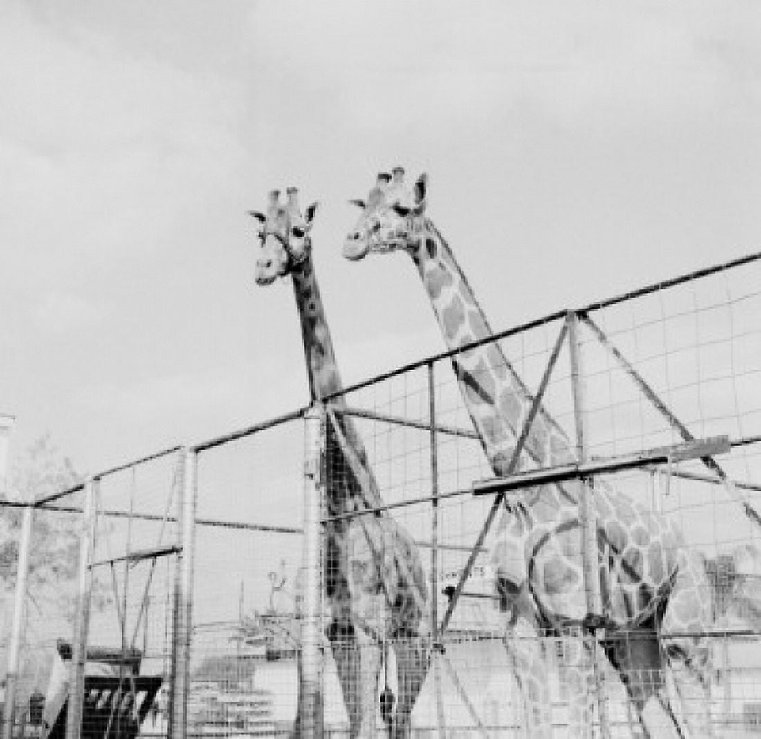 Two giraffes in zoo Canvas Art -  (24 x 36)
