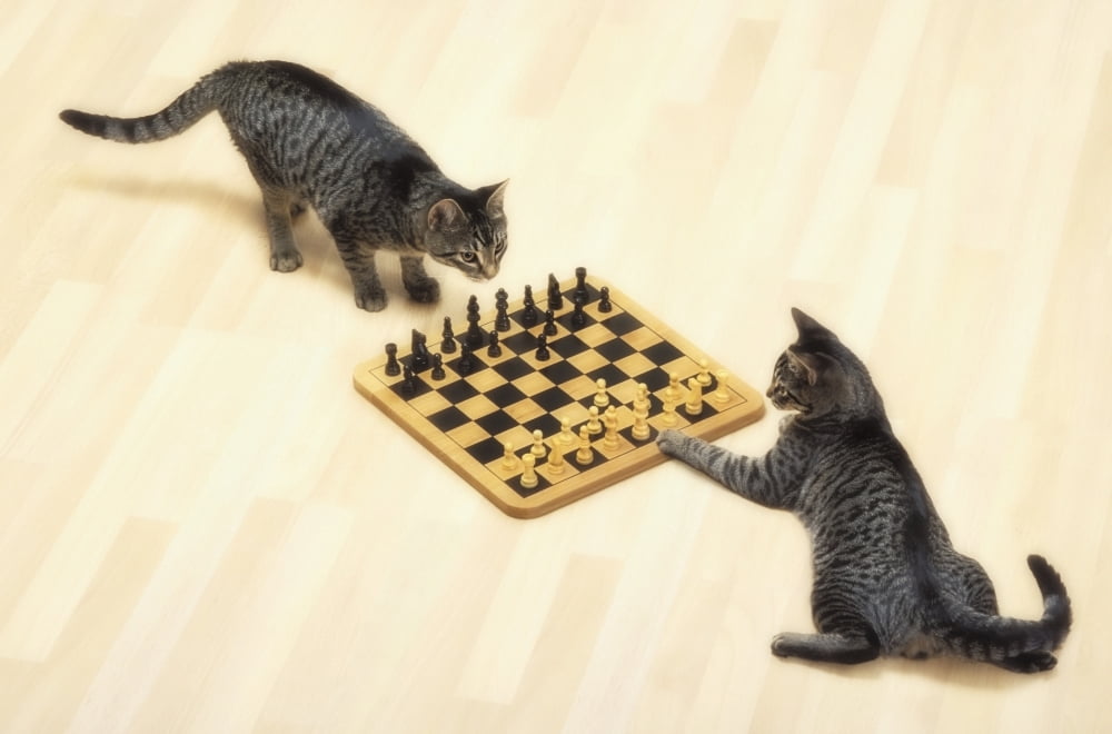 Two grey tabby cats playing chessVancouver british columbia canada Canvas Art - Thomas Kitchin & Victoria Hurst Design Pics (38 x 24)
