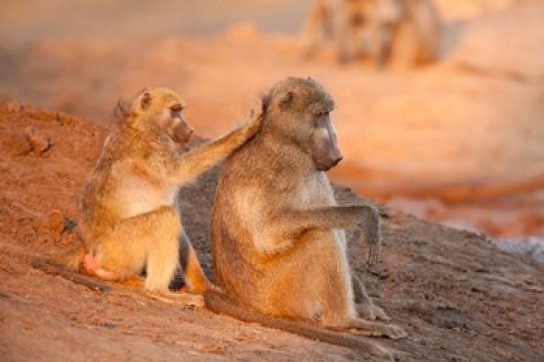 Two grooming baboons Senyati Safari Camp Botswana Canvas Art - Jaynes Gallery DanitaDelimont (17 x 11)