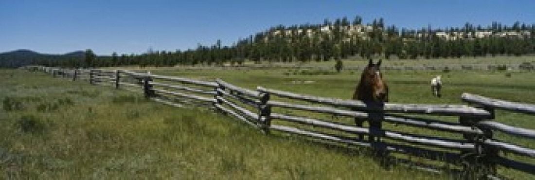 Two horses in a field Arizona USA Canvas Art - Panoramic Images (18 x 6)