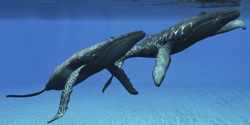 Two humpback whales come to the surface of ocean waters to breath Canvas Art - Corey FordStocktrek Images (40 x 20)