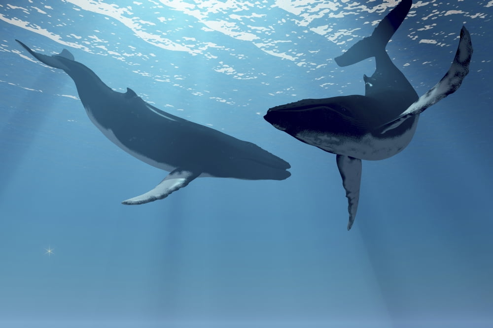 Two humpback whales frolic in the rays of light from the sun Canvas Art - Corey FordStocktrek Images (35 x 23)