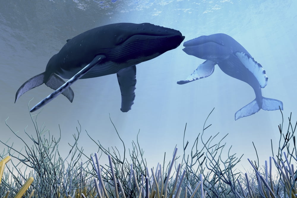 Two humpback whales over a reef in shallow ocean waters Canvas Art - Corey FordStocktrek Images (18 x 12)