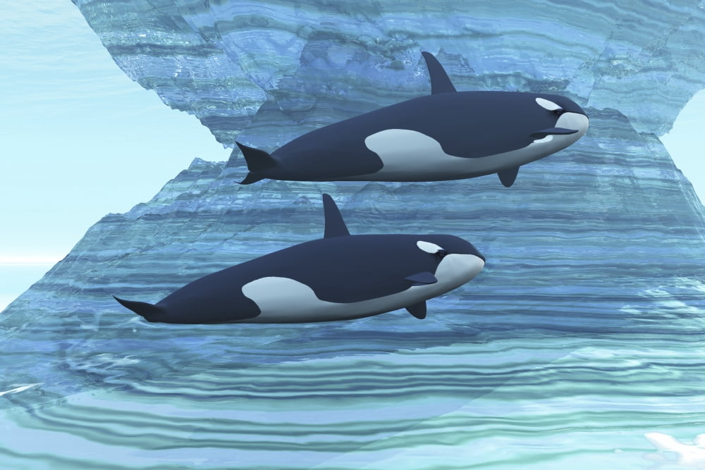Two killer whales swim around submerged icebergs Canvas Art - Corey FordStocktrek Images (18 x 12)