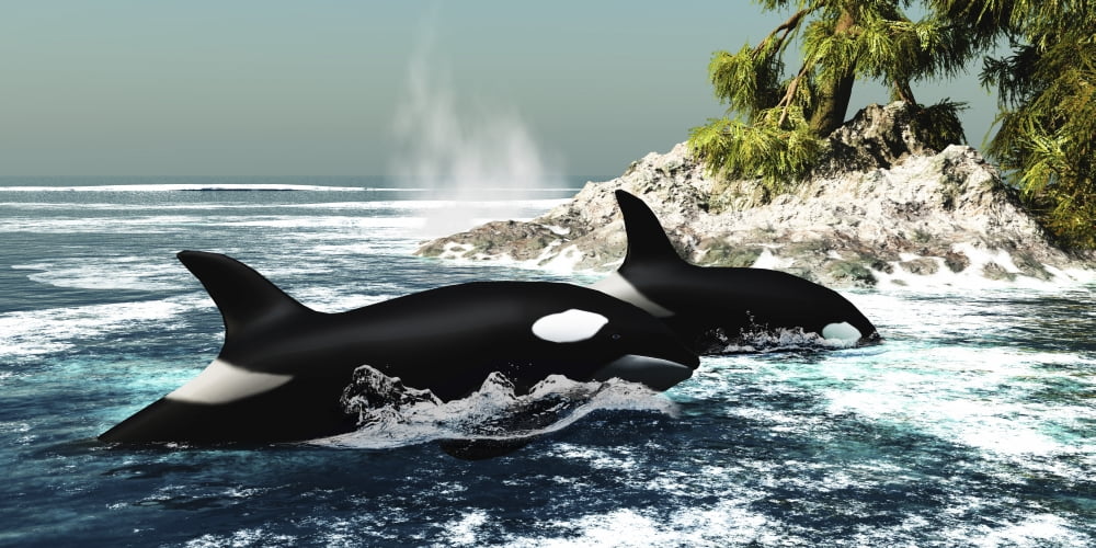 Two killer whales swim into an ocean inlet Canvas Art - Corey FordStocktrek Images (20 x 10)