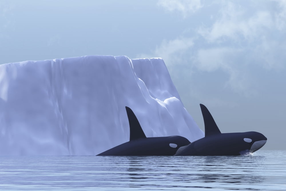 Two killer whales swim near an iceberg in the Arctic Ocean Canvas Art - Corey FordStocktrek Images (35 x 23)