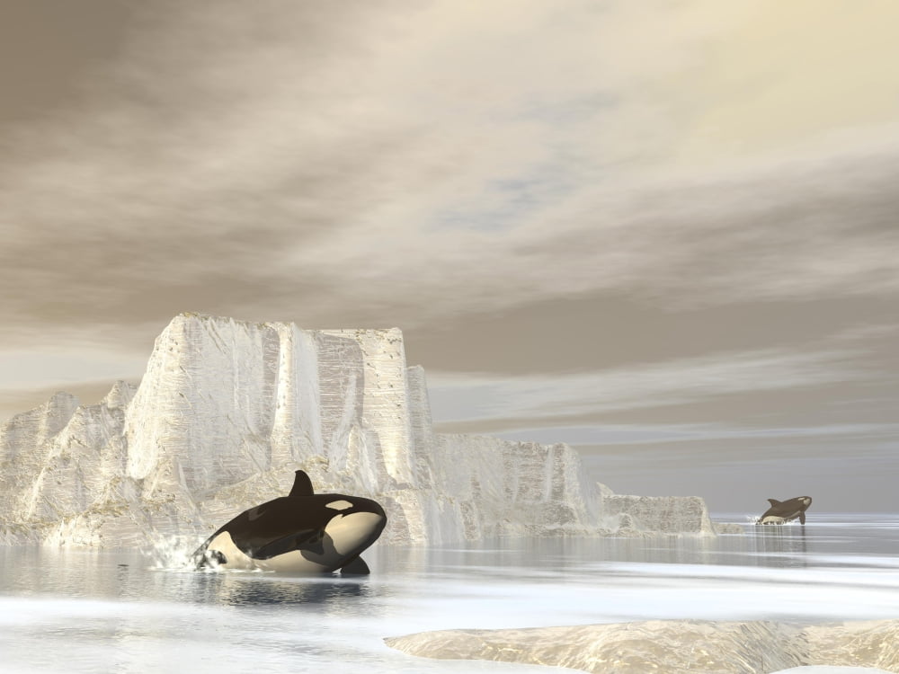 Two killer whales swimming near icebergs on a cloudy day Canvas Art - Elena DuvernayStocktrek Images (33 x 25)