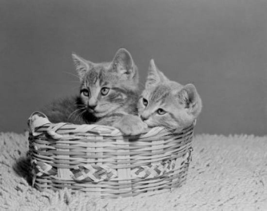 Two kittens in basket Canvas Art - (24 x 36)