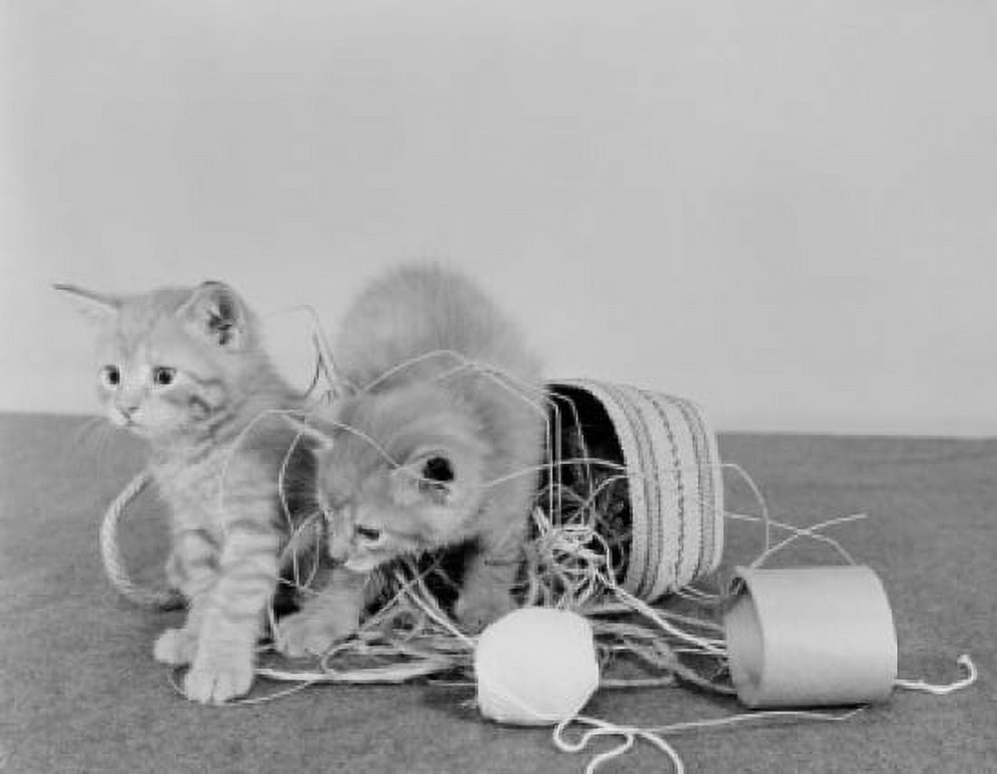 Two kittens in overturned sewing basket Canvas Art - (18 x 24)